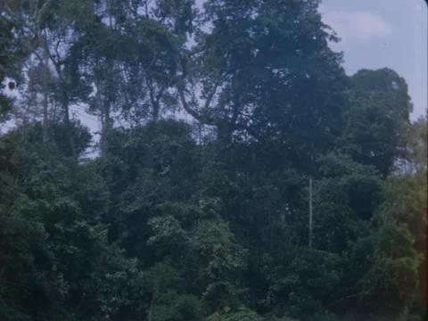 Passing through the jungle from the view on a river. Stock Footage 147288788