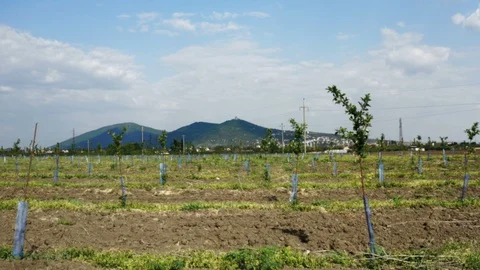 Passing through an orchard with young fruit trees Stock Footage 129341468