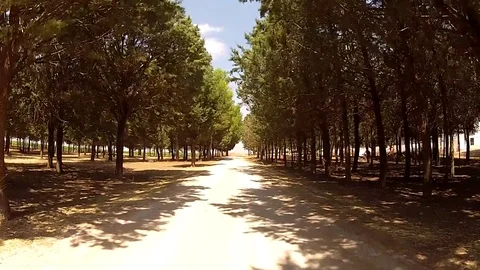 Passing through the pine trees Stock Footage 78358665