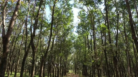 Passing through rubber trees. Rubber latex extraction - Rubber production ind Stock Footage 138611587