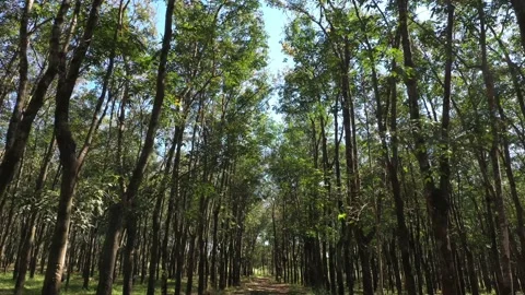 Passing through rubber trees. Rubber latex extraction - Rubber production ind Stock Footage 138611588