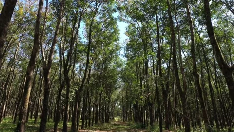 Passing through rubber trees. Rubber latex extraction - Rubber  industries Stock Footage 138611589
