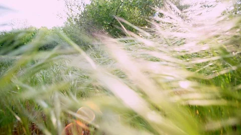 Passing through the tall grass Stock Footage 129173379