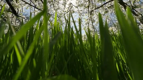 Passing through thick green grass under low hanging branches of blossoming tree Stock Footage 272793057