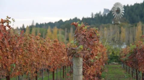 Passing through the vineyards Stock Footage 939718