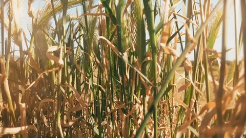 Passing through wheat field close-up pov Stock Footage 129081429