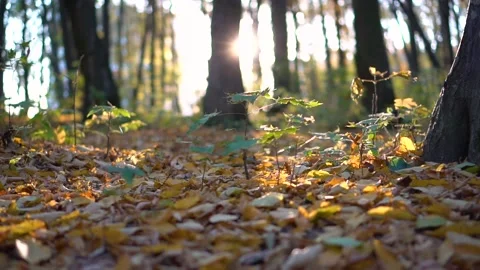 Passing Through The Yellow Leaf Autumn Trees In Misty Weather. Stock Footage 114246248