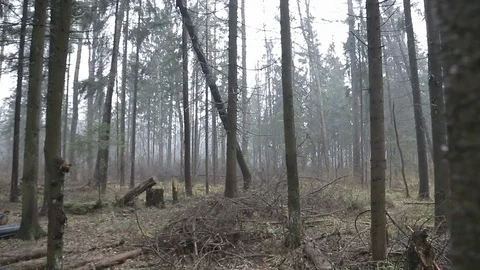 Passing a tree in the forest Video stock 100785703