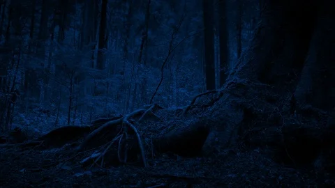 キャンバスドローイング『The forest at night』 キャンバス