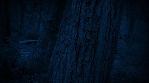 Passing Tree Trunks In The Woods At Night Stock Footage 110026510