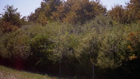 Passing Trees by Car Stock Footage 293238927