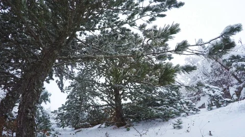 Passing Trees Covered With Snow Stock Footage 124608191