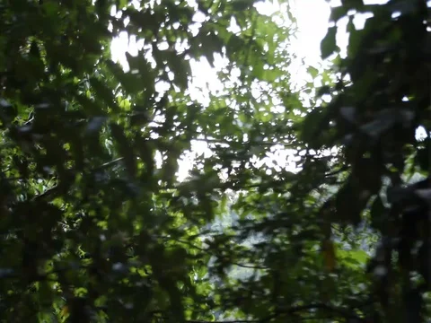 PASSING TREES in JUNGLE 스톡 동영상 78244817
