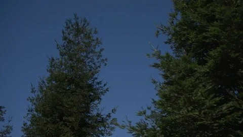 Passing by trees in slow motion 2 Stock Footage 103869315