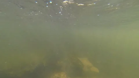 Passing Trout in Fast Flowing Stream (Underwater) Video stock 42659870