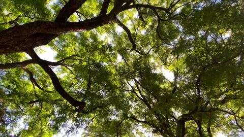 Passing Under a Large Gold Medallion Tree Vídeo Stock 221648367