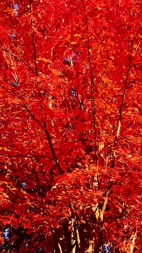 Passing under maple trees with colorful autumn leaves. Vertical video. 動画素材 311606267