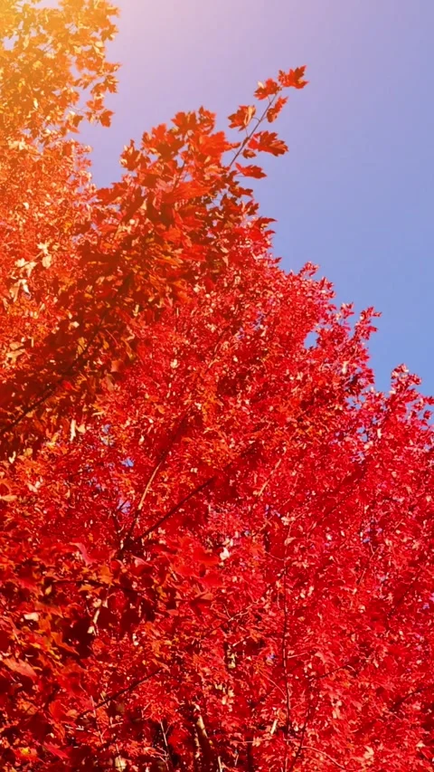 Passing under maple trees with colorful autumn leaves. Vertical video. Video stock 318983095