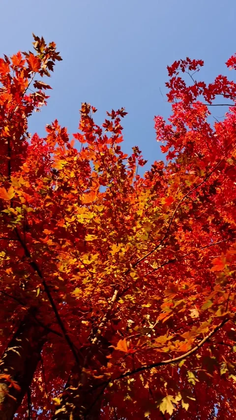 Passing under maple trees with colorful autumn leaves. Vertical video. Stock Footage 337435666