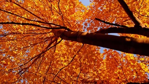 Passing under maple trees with colorful autumn leaves. Stock Footage 337435671