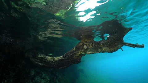 Passing under a tree in lake water 스톡 동영상 37097452