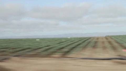 Passing vegetables on the side of the road Stock Footage 155325385
