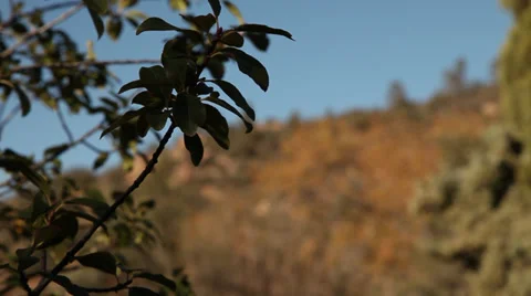 The Passing Wind Brushing A Plant Stock Footage 36834399