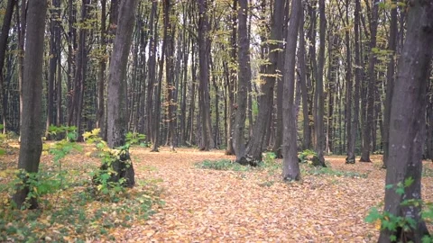 Passing By Yellow Leaf Autumn Trees In Misty Weather. Stock Footage 114245948
