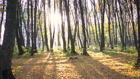 Passing By Yellow Leaf Autumn Trees In Misty Weather. Stock Footage 114246227