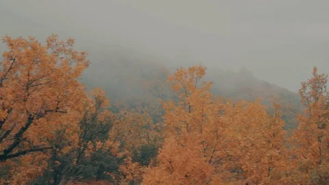 Passing by yellow red leaf autumn trees surrounded in fog,mist Stock Footage 81822934