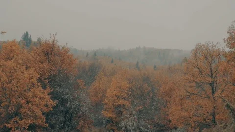 Passing by yellow red leaf autumn trees surrounded in fog,mist Stock Footage 81827172