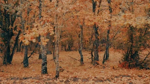 Passing by yellow red leaf autumn trees in misty weather Stock Footage 81829589