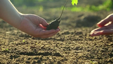 Passing young tree seedling from father to son hands Stock Footage 317587796