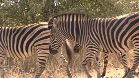 Passing zebras Stock Footage 8568635