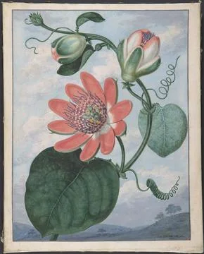 Passion Flower 1799 Sydenham Teak Edwards British, Welsh Welsh-born Edwards.. Stock Photos