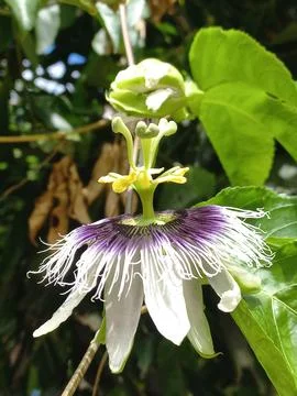 Passion flower in bloom Foto stock