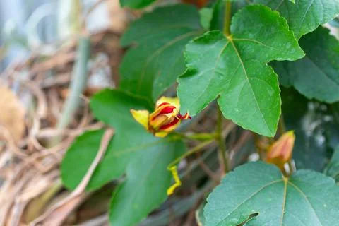 Passion flower bud developing among green leaves Stock Photos