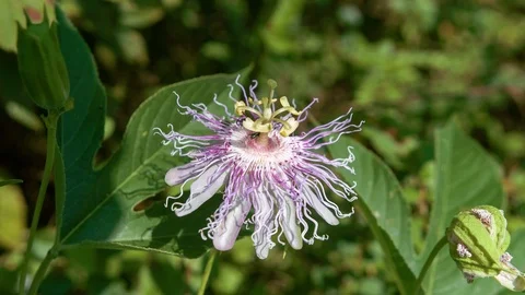 Passion Flower with bumblebee 스톡 동영상 94590490