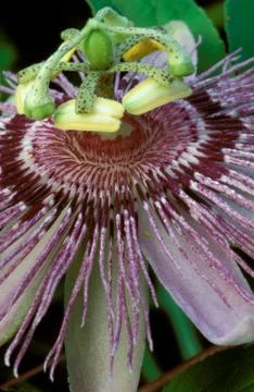 Passion Flower Close-Up 스톡 사진