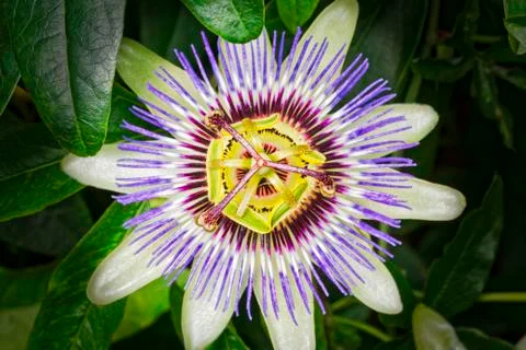 Passion Flower close up Stockfoto's