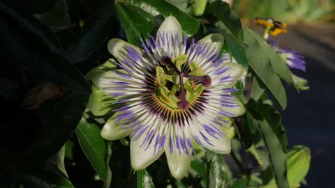 Passion flower in flower Stock Footage 205948557