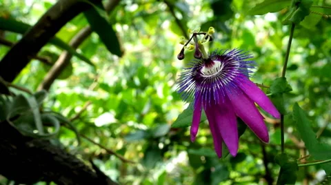Passion Flower Stock Footage 40419055