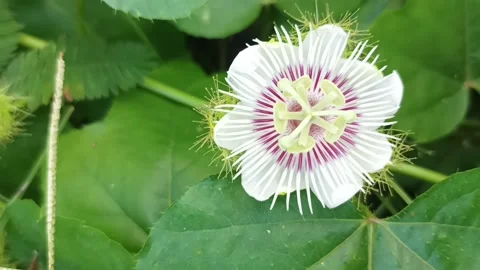 Passion flower Video stock 235707502