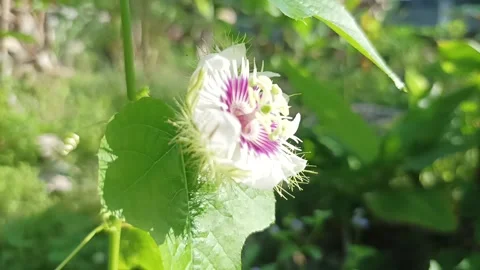 Passion flower Stock Footage 235707672