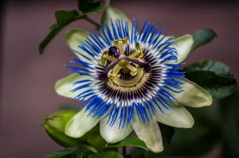 Passion Flower from Front Stock Photos