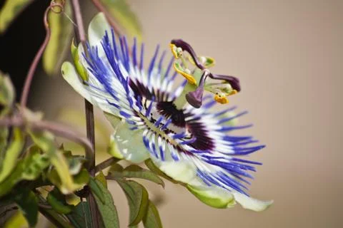 Passion flower macro Stock Photos