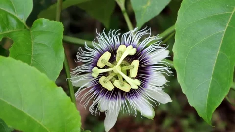 Passion flower that moves in the wind Stock Footage 237789753