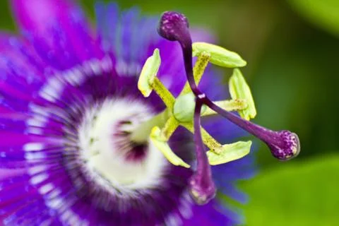 Passion flower - Passiflora macro Stock Photos