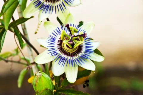 Passion flower Stock Photos