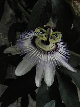 Passion flower 스톡 사진